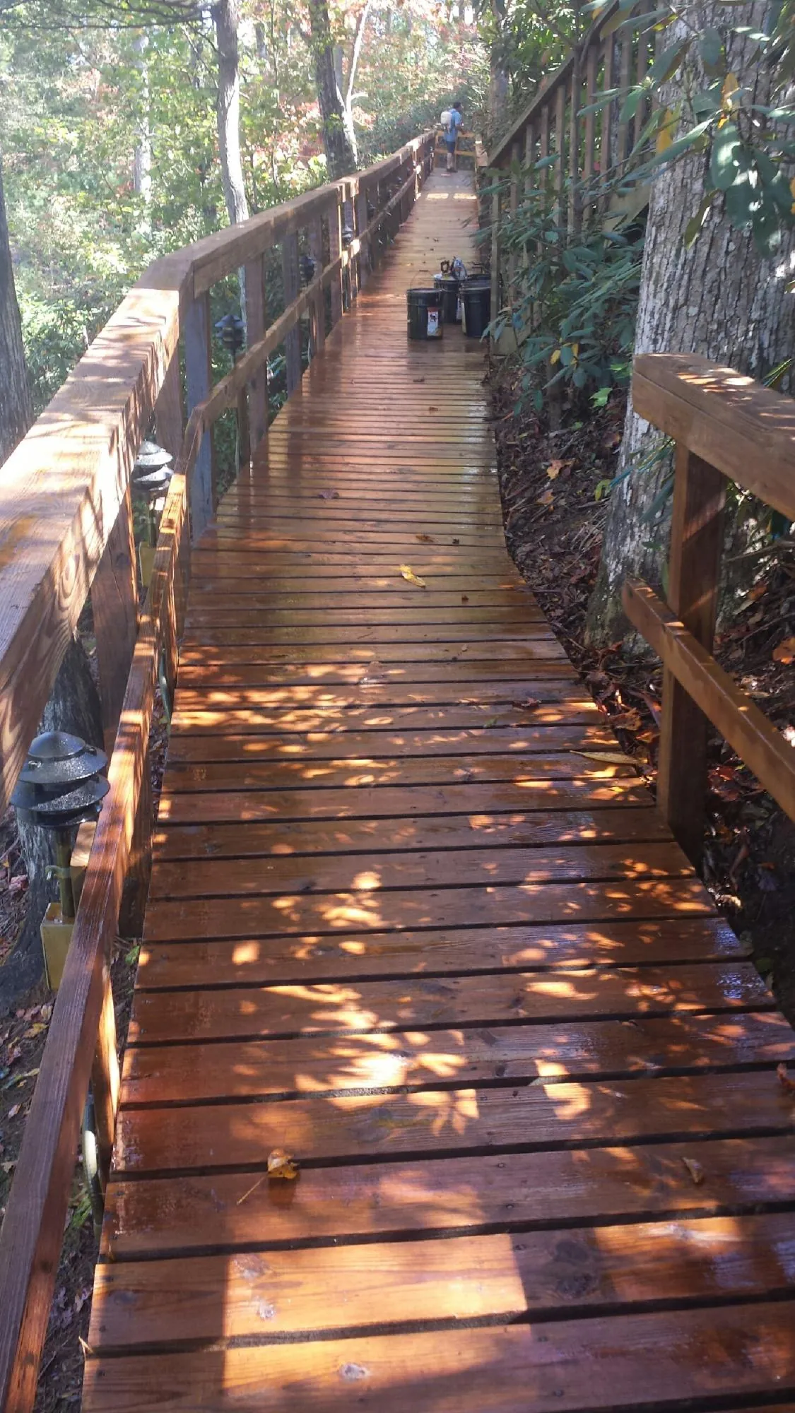Freshly stained wood walkway winding through the woods in Kaneohe